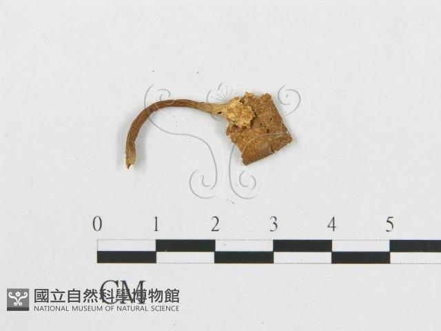 登錄號:F0002051藏品圖，第4張