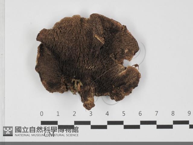 登錄號:F0032051藏品圖，第4張