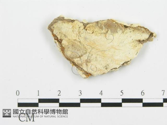 登錄號:F0006351藏品圖，第4張