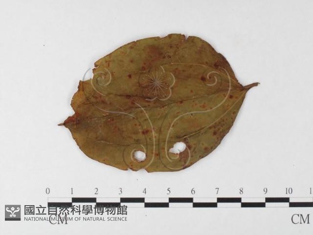 登錄號:F0026241藏品圖，第4張