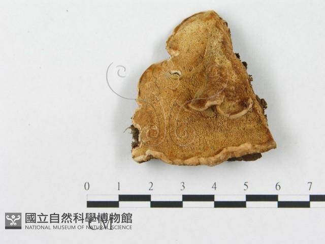 登錄號:F0007241藏品圖，第4張