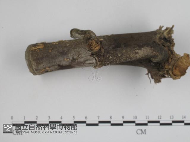 登錄號:F0004841藏品圖，第4張