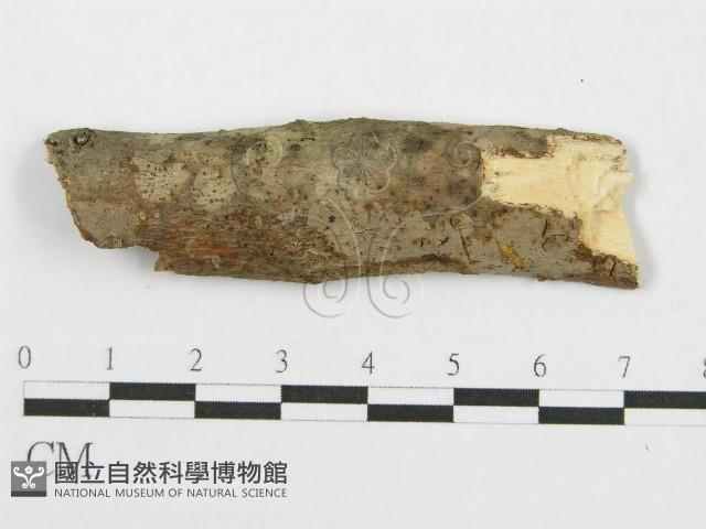 筍殼菌屬藏品圖，第4張