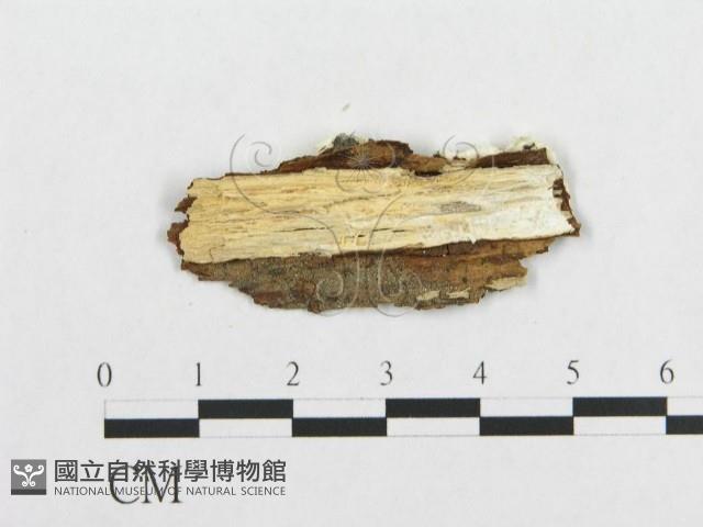 登錄號:F0019941藏品圖，第4張