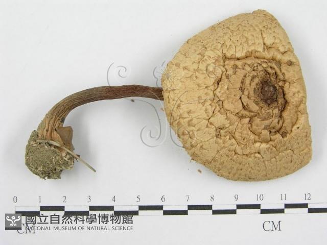 登錄號:F0000641藏品圖，第4張