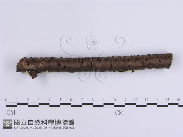 登錄號:F0001641藏品圖，第4張