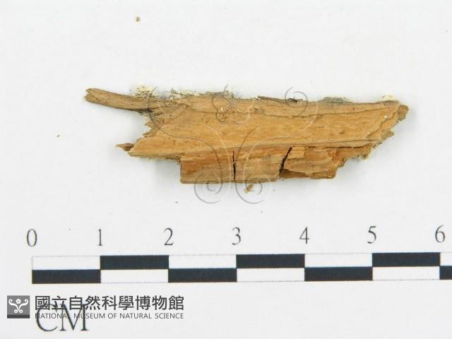 登錄號:F0017641藏品圖，第4張