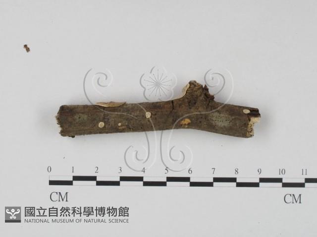 登錄號:F0023641藏品圖，第4張