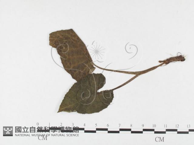 登錄號:F0026441藏品圖，第4張