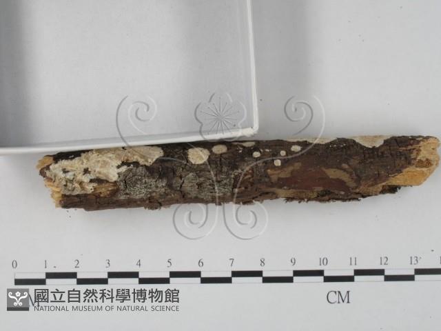 登錄號:F0022441藏品圖，第4張