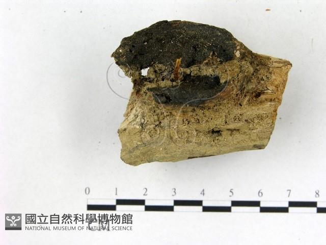 登錄號:F0007441藏品圖，第4張