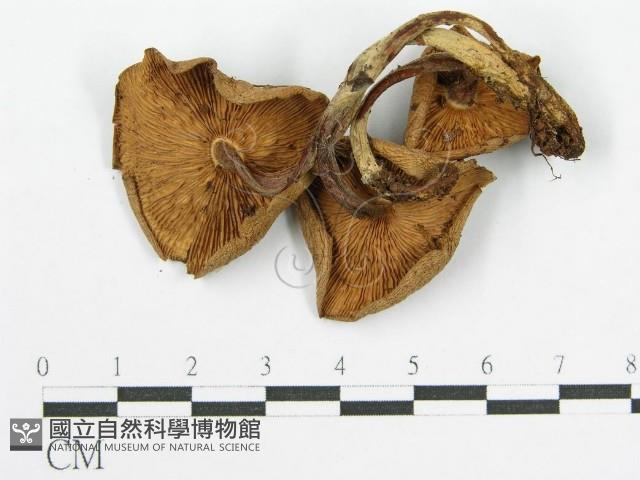 登錄號:F0010741藏品圖，第4張