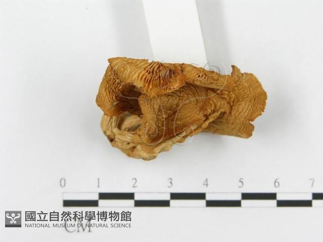 登錄號:F0001741藏品圖，第4張