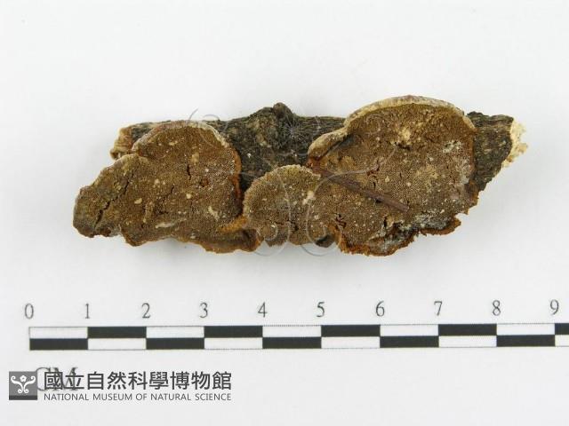 登錄號:F0002741藏品圖，第4張