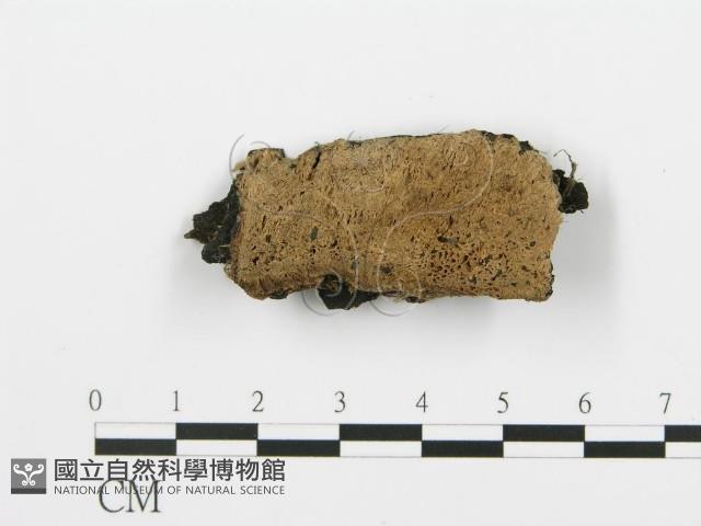 登錄號:F0019741藏品圖，第4張