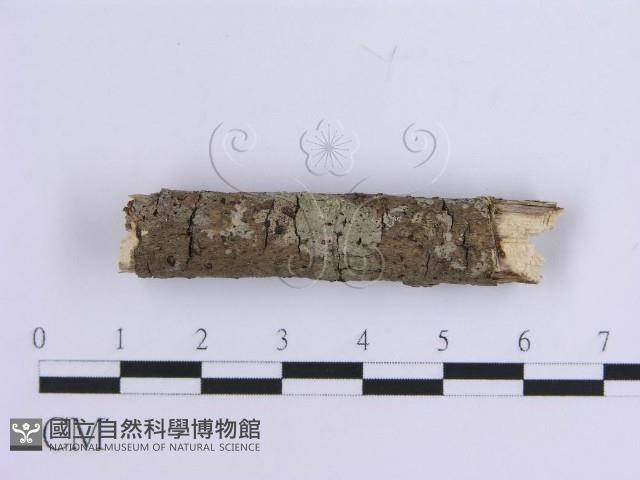 登錄號:F0010541藏品圖，第4張