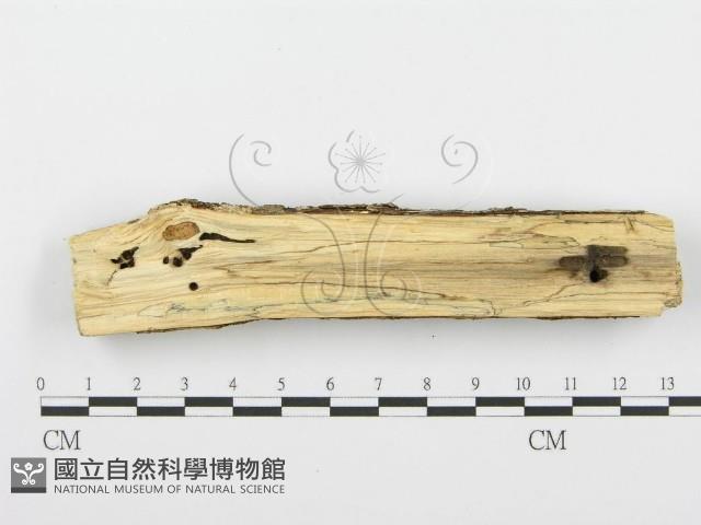 登錄號:F0001541藏品圖，第4張