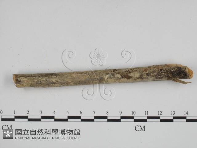 叉絲革菌屬藏品圖，第4張