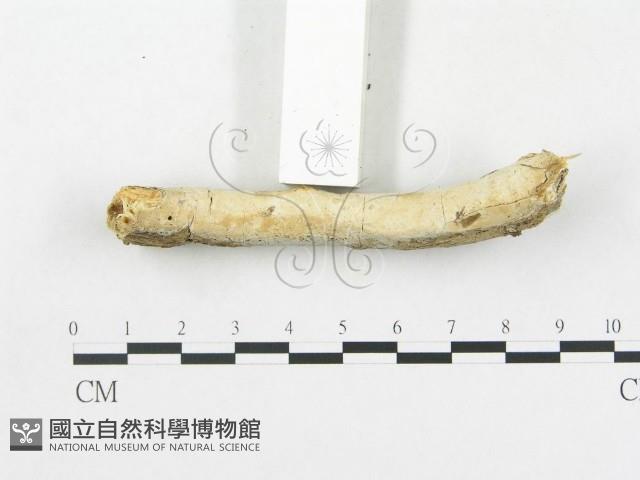 登錄號:F0000141藏品圖，第4張