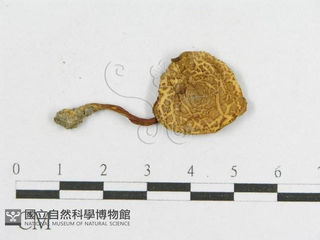 登錄號:F0011141藏品圖，第4張