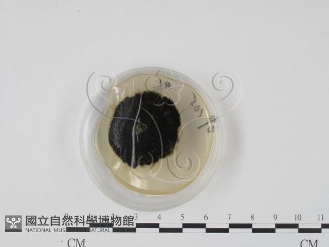 登錄號:F0022141藏品圖，第4張