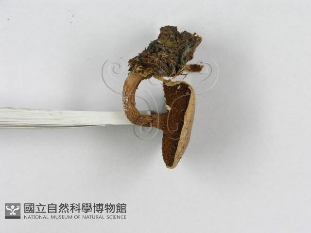 登錄號:F0016041藏品圖，第4張