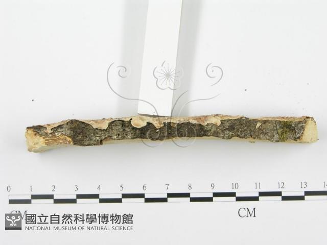 館號:F0001041藏品圖，第4張