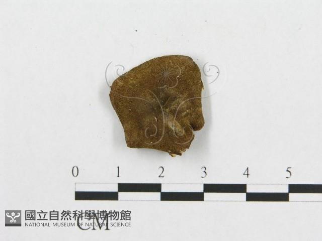 登錄號:F0007041藏品圖，第4張