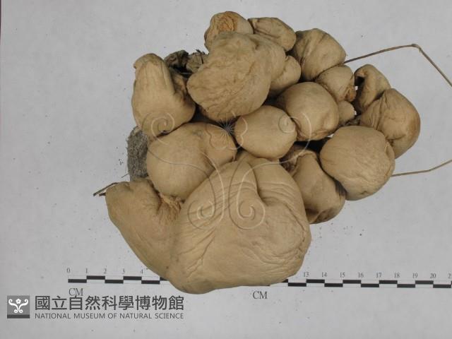 登錄號:F0003041藏品圖，第4張