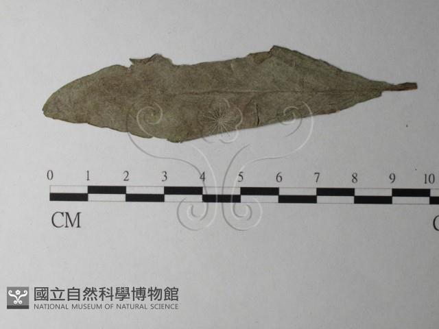 登錄號:F0026341藏品圖，第4張