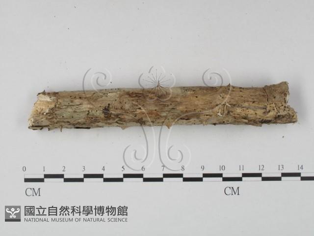 登錄號:F0001341藏品圖，第4張