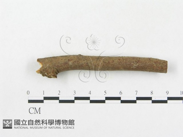 登錄號:F0009341藏品圖，第4張
