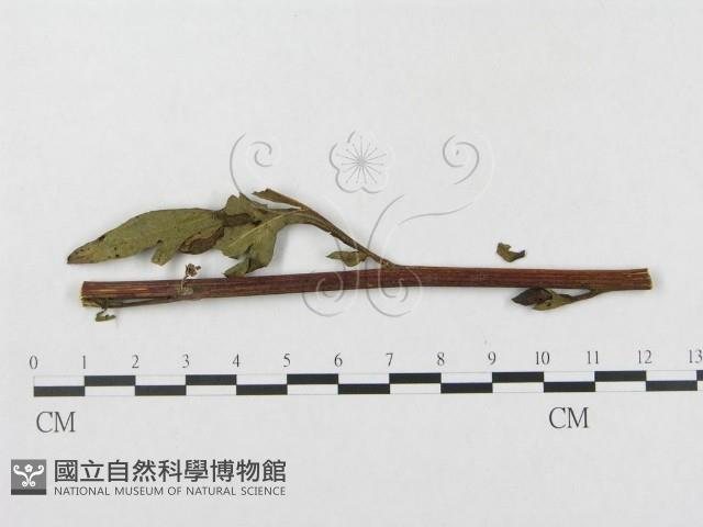 登錄號:F0019341藏品圖，第4張