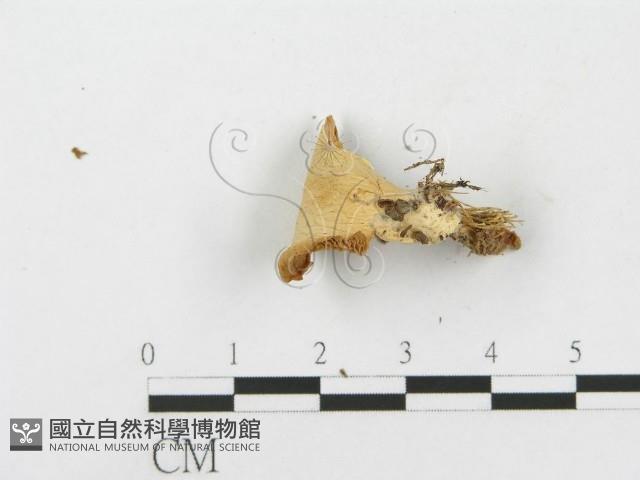 側耳屬藏品圖，第4張