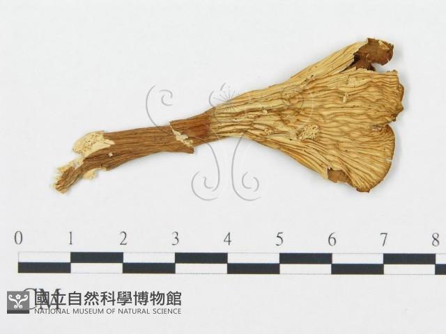 登錄號:F0020231藏品圖，第4張