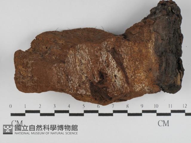 登錄號:F0031231藏品圖，第4張