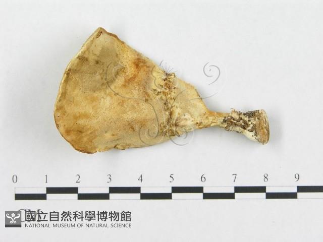 登錄號:F0007231藏品圖，第4張