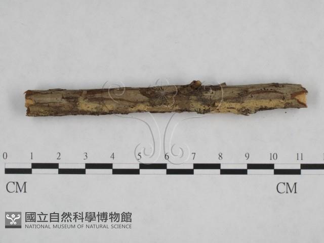 登錄號:F0024831藏品圖，第4張