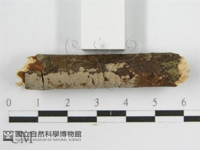 登錄號:F0012931藏品圖，第4張