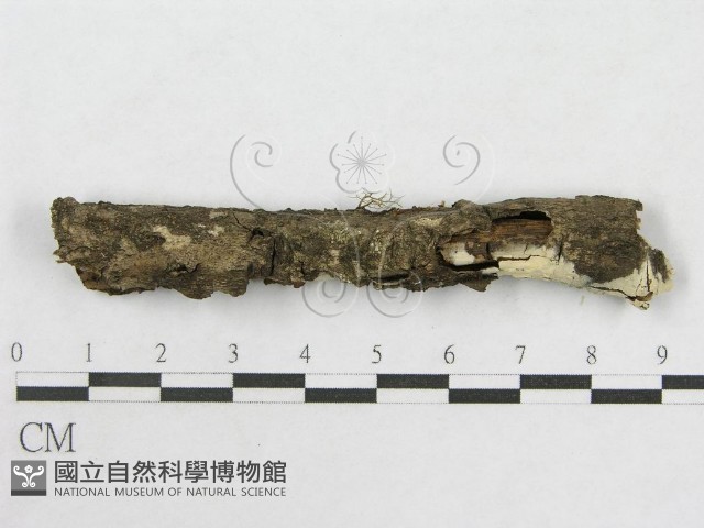 絲皮菌屬藏品圖，第4張