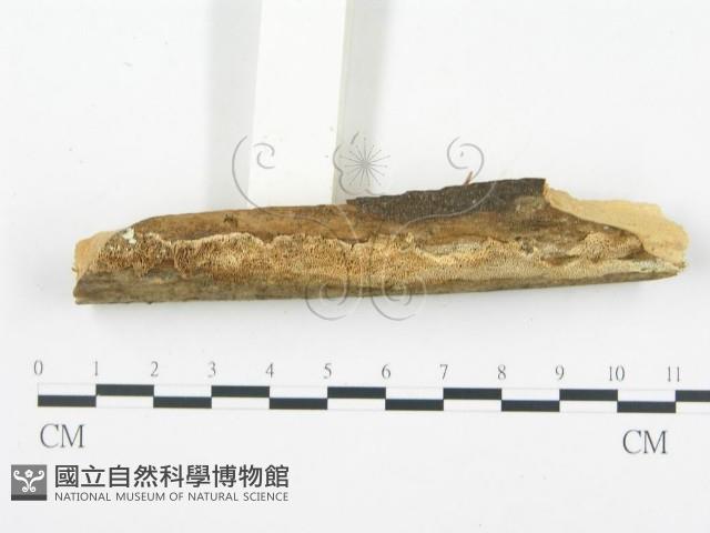 登錄號:F0013931藏品圖，第4張