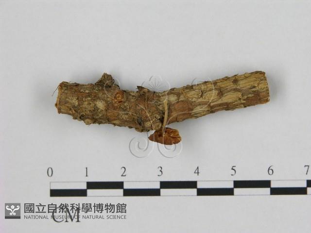 登錄號:F0000631藏品圖，第4張