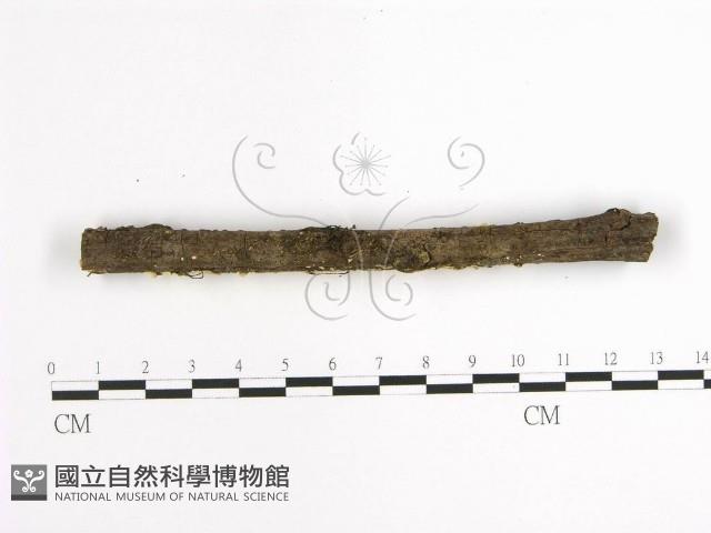 登錄號:F0001631藏品圖，第4張