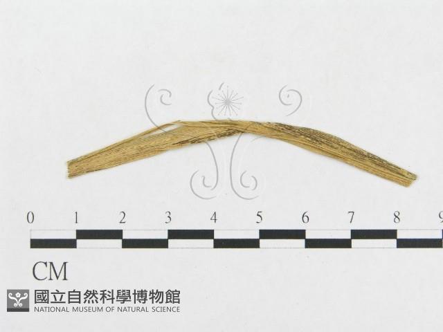 登錄號:F0011631藏品圖，第4張