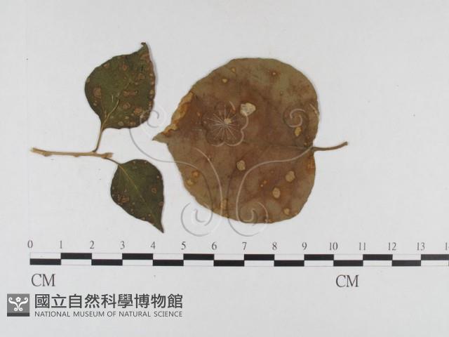 登錄號:F0026431藏品圖，第4張