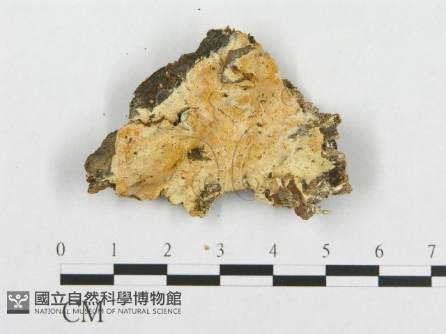 登錄號:F0017431藏品圖，第4張