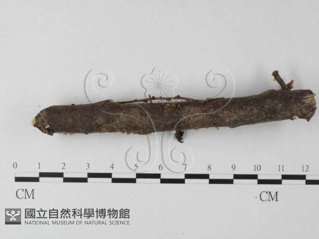 小皮傘屬藏品圖，第4張