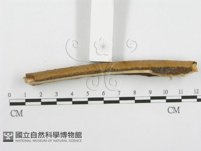 登錄號:F0013431藏品圖，第4張