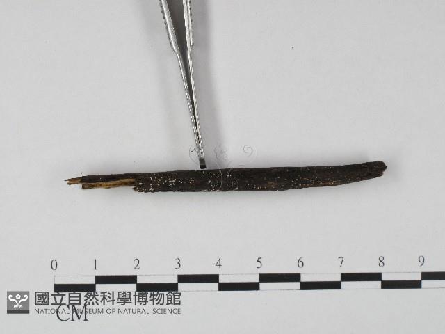 登錄號:F0004131藏品圖，第4張