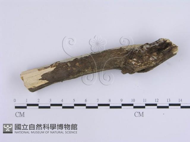 登錄號:F0017131藏品圖，第4張